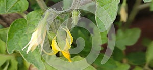 Green tomato plant with yellow flowers in the earthen pot or tub on the garden in close up.