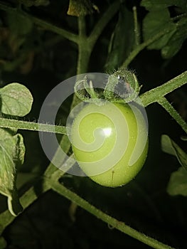 green tomato plants