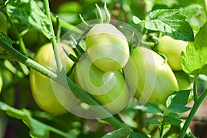 Green tomato in the plants fram agriculture organic with sunlight - Fresh green unripe tomatoes growing in the garden