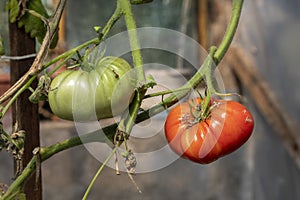 A green tomato and a red tomato organic vegetables in the garden