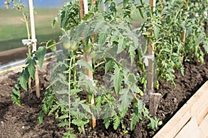 Green tomato seedling grows on a garden bed in a greenhouse