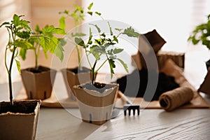 Green tomato seedling in peat pot on white table