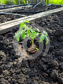 Green tomato seedling in soil. Tomato planting stage, horticulture, hobby