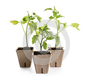 Green tomato seedlings in peat pots isolated photo