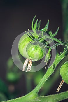 Green Tomato Solanum lycopersicum fruit growing, Uganda