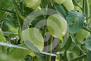 Green tomato (Solanum lycopersicum, Lycopersicon lycopersicum, Lycopersicon esculentum) on the tree