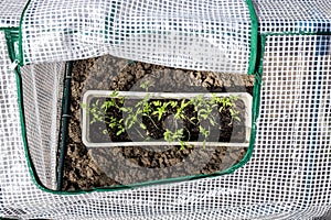 green tomato sprouts in box in open seedbed