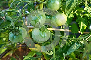 Green tomato in tomatoes orchard field