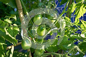 Green tomato in tomatoes orchard field