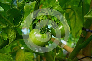 Green tomato in tomatoes orchard field