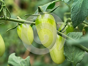 Green Tomato on tree in the Cultivation farms