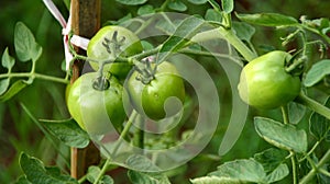 Green tomato vegetable garden that is still fresh