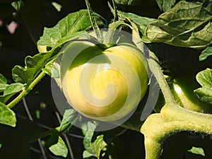 Green Tomato on the Vine