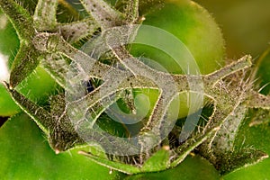 Green Tomato Vine and Stem Abstract 01