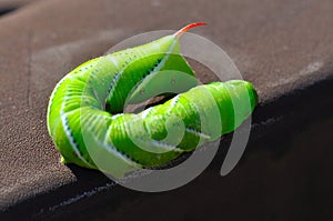 Green tomato worm