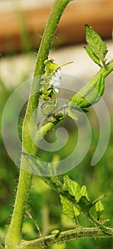 Green Tomato Worm