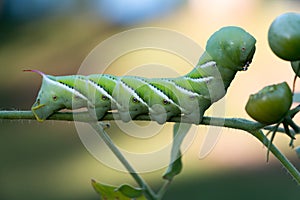 Green Tomato Worm
