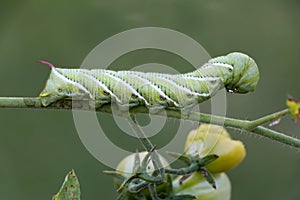 Green Tomato Worm