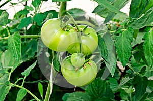 Green tomatoe