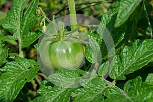 Green tomatoe