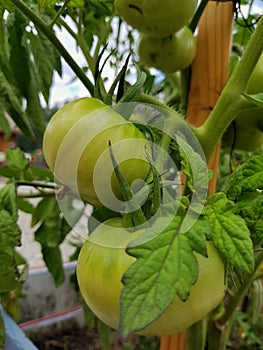 A green tomatoe