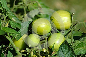 Green Tomatoes