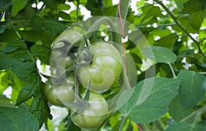 Green tomatoes