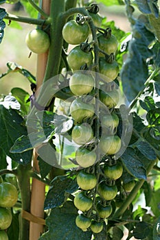 Green tomatoes