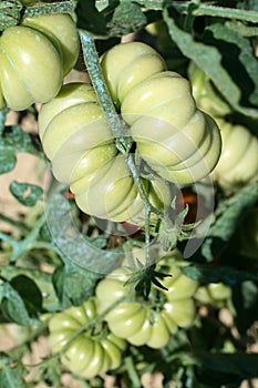 Green tomatoes