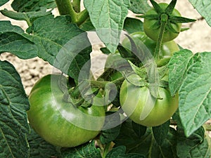 Green tomatoes