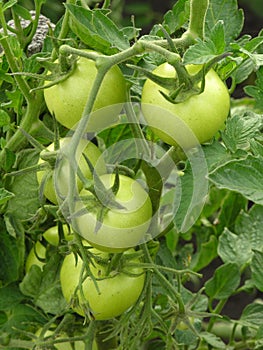 Green tomatoes