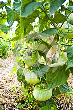 Green tomatoes