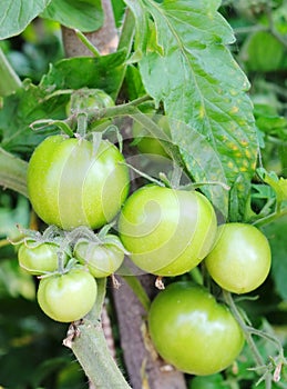 Green tomatoes