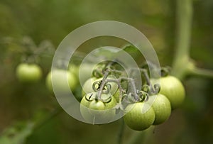 Green Tomatoes