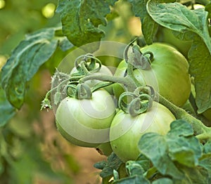 Green tomatoes