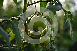Green tomatoes. Agriculture concept, Tomato plants in greenhouse Green tomatoes plantation. Organic farming, young tomato plants g