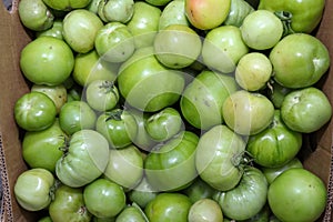 Green tomatoes as full frame photo. Raw pickles