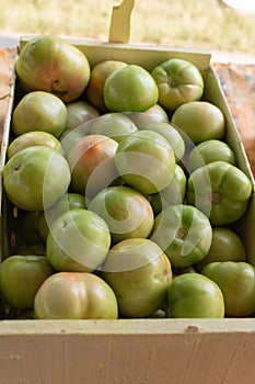 Green Tomatoes in a Box at an Outdoor Market