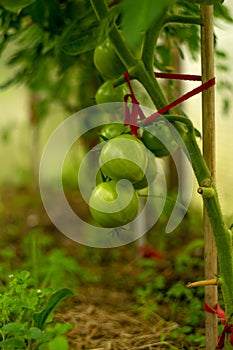 Green tomatoes on a branch in a greenhouse