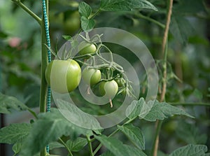 Green tomatoes on a branch in the greenhouse