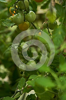 Green tomatoes on a branch in a greenhouse. Fresh waxes, healthy and proper nutrition.