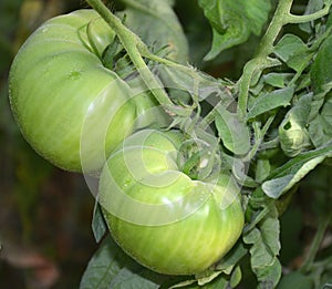 Green tomatoes on a branch