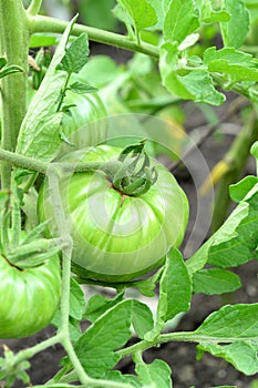 Green tomatoes on a branch. Large unripe tomatoes growing in a garden outdoors. Vegetable gardening. Closeup