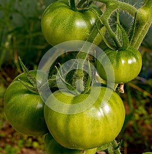 Green tomatoes on a branch sprout grows