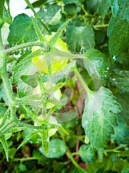 Green tomatoes on the branches.