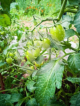 Green tomatoes on the branches.