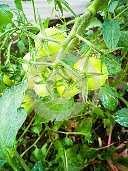Green tomatoes on the branches.