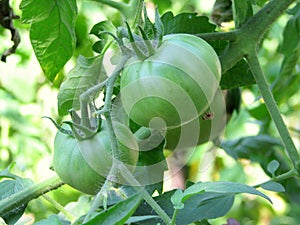 Green tomatoes closeup