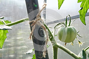 Green tomatoes. The concept of agriculture. Organic agriculture, the growth of young tomato plants in a greenhouse, a