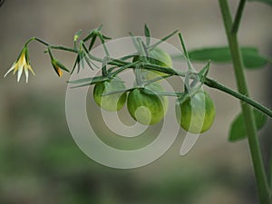 Green tomatoes developing on a tomato plant